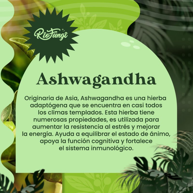 Ashwagandha - Cápsulas - Imagen 2