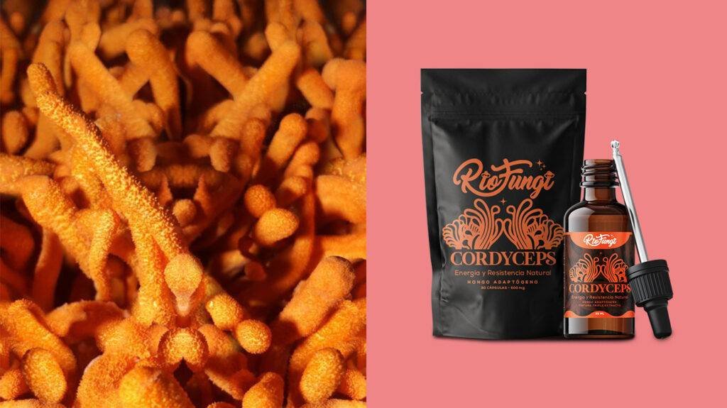 cordyceps