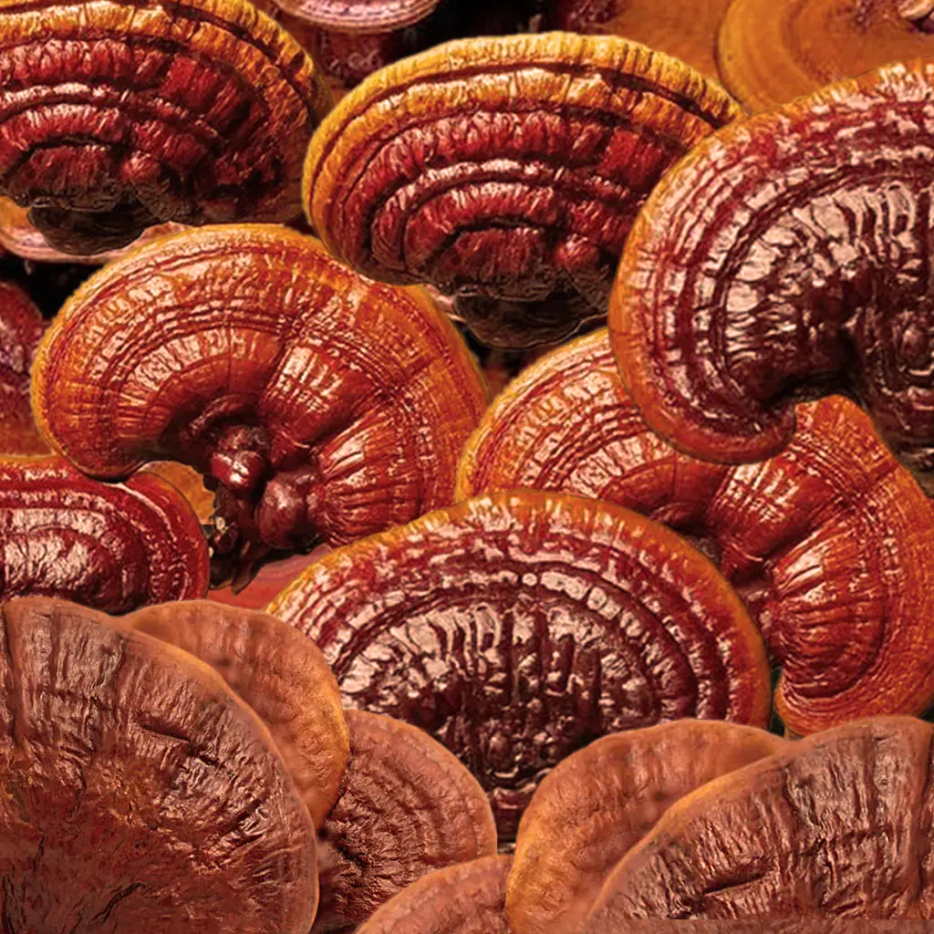 reishi