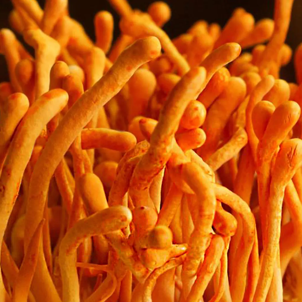 cordyceps