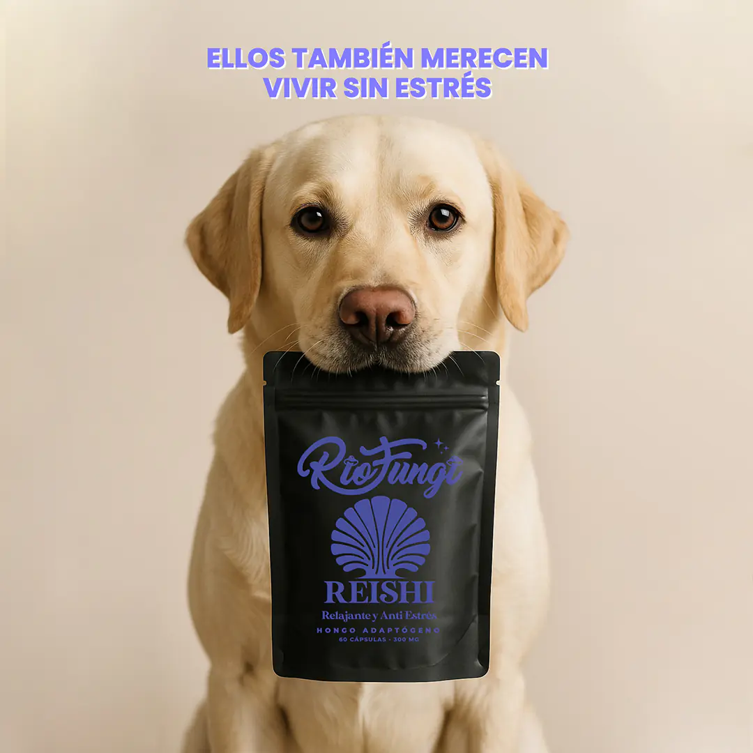 AD-PERRO-1080x1080